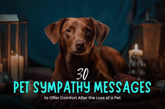What to Say When Someone Loses a Pet: A Practical Guide