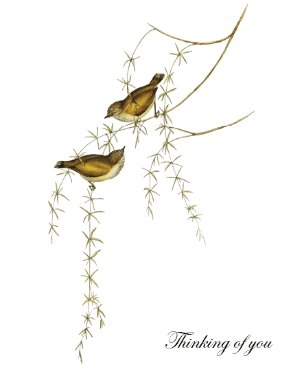 Birds Thinking Of You Birds Thinking Of You